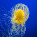 Flickr photo 'J20161104-0061—Phacellophora camtschatica—Monterey Bay Aquarium' by: John Rusk.