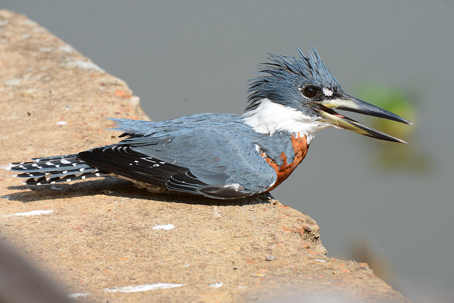 Martim-pescador-grande // Ringed Kingfisher