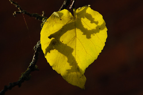 Autumn colour: backlit mulberry leaf