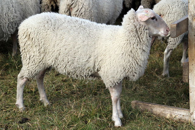 Rideau Arcott ewe lamb