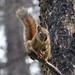 Flickr photo 'Red squirrel. Tamiasciurus hudsonicus' by: gailhampshire.