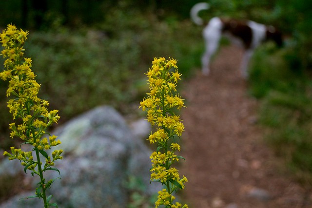 Goldenrod on the path