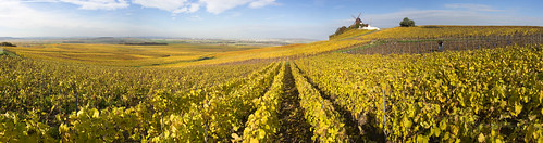 autumn france field leaves yellow gold vineyard champagne vine olympus grapes worker mumm