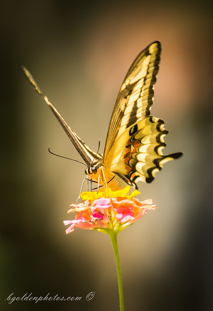 Peruvian Swallow Tail Butterfly on Flower