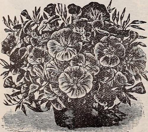 Image from page 57 of "29th annual catalogue" (1899) | Flickr