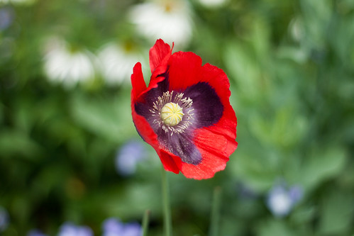 An image of a poppy.