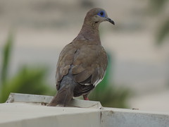 Dove on the roof