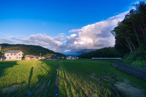 shadow nature japan landscape countryside sony 日本 kagawa ricefields typhoon 風景 goldenhour 田んぼ 影 田舎 竹林 bamboogrove 台風 apsc 香川県 a6000 sel1018 α6000 ilce6000 sonye1018mmf40oss ©jakejung