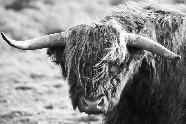 Schotse hooglander-Highland Cow