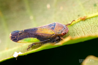 Leafhopper (Gyponini) - DSC_4593