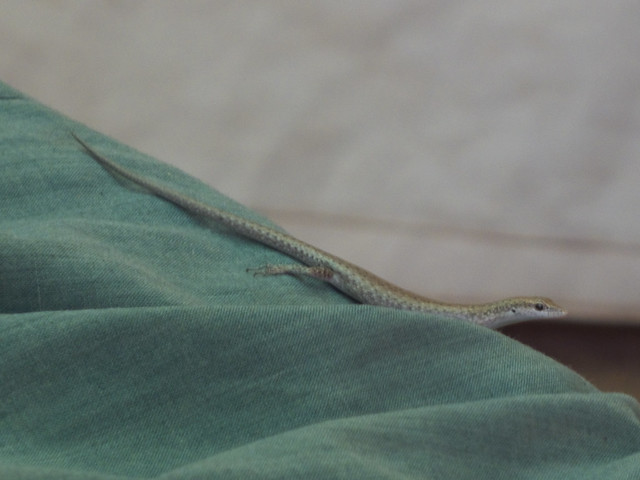 Scincidae>Cryptoblepharus Snake-eyed skink DSCF3324