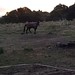 #horses and #sunseta
