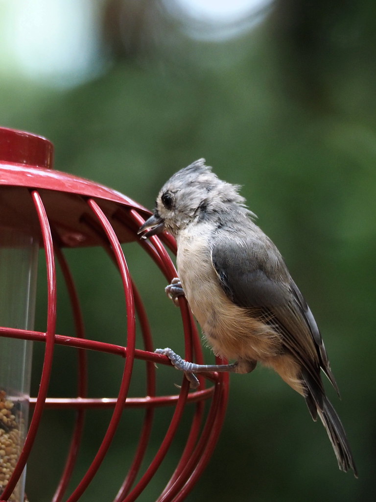 Titmouse | OLYMPUS DIGITAL CAMERA | carlinsc | Flickr