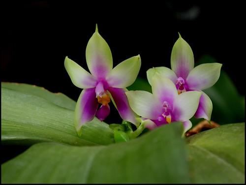 Phalaenopsis bellina 21088472340_78d68caaab