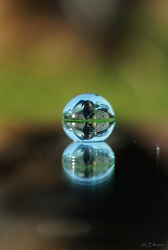 im Tropfen  / in the drop (7) by Ellenore56, Eragon im Wassertropfen......Eragon...Vorsicht...nicht an den Tropfen kommen
♥
<a href="https://www.