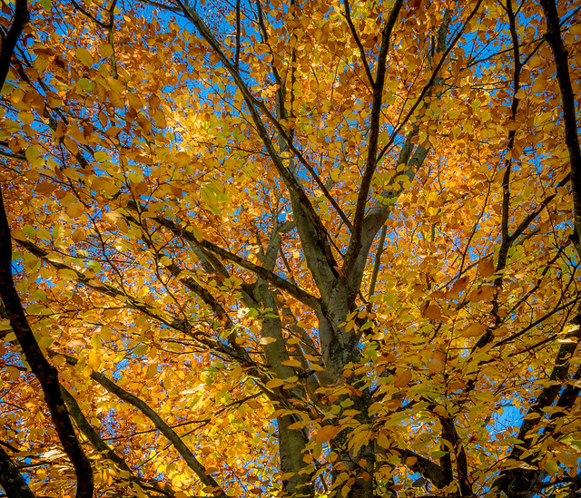 Beautiful autumn colour in Charlton Lakes Park, Andover