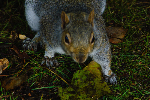 Demanding squirrel, West Park