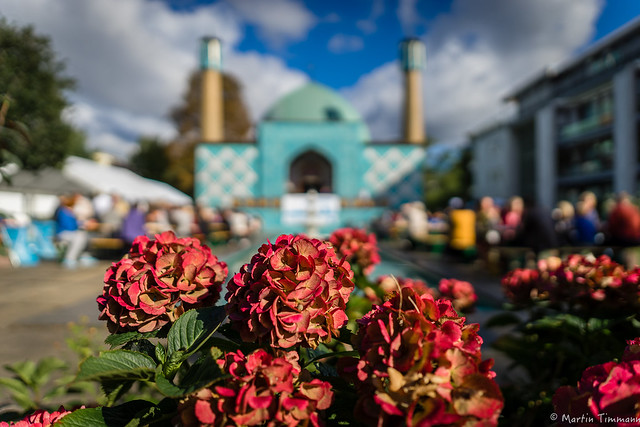 Blue Mosque behind flowers