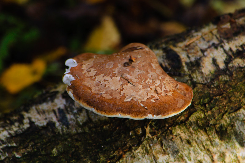 Razor strop fungus, lightly nibbled