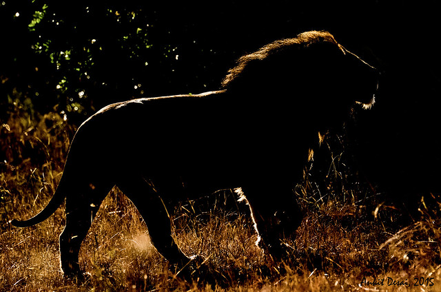 African Male Lion_A back-lit perspective