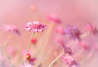 In the Pink | by paulapics2