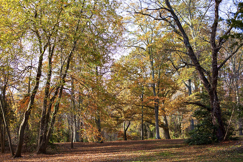 park autumn sunlight fall alexandria leaves forest landscape virginia forthunt forthuntpark
