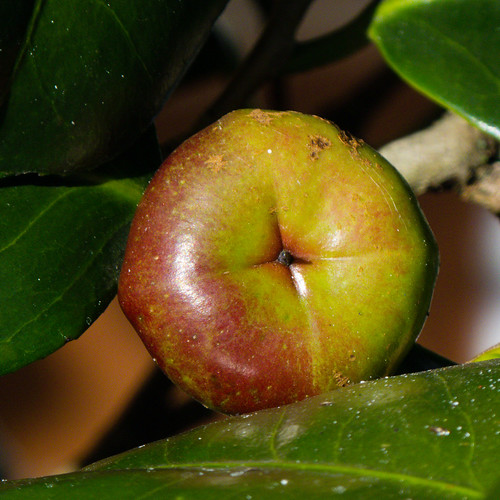 Camellia fruit ripening