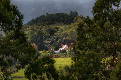 tongkonan village batutumonga sulawesi landscape indonesia ricepaddy tanatoraja idn