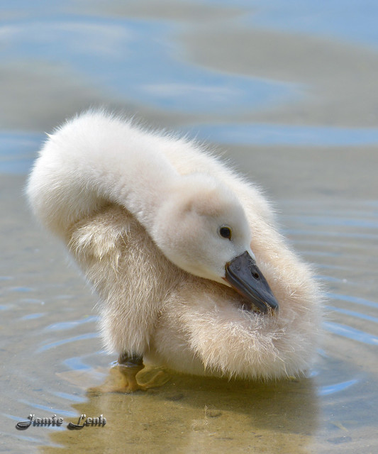 Giant Cotton Ball - Baby Mute Swan