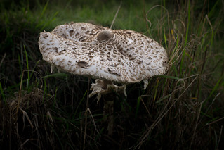 Closeup of Mushroom - DSC00398_Export