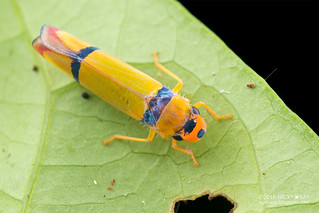 Leafhopper (Cicadellini) - DSC_4578