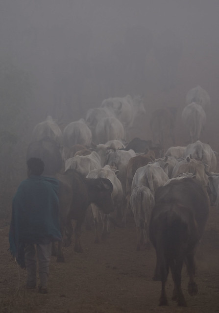 Bringing the cattle in the morning to the jungle