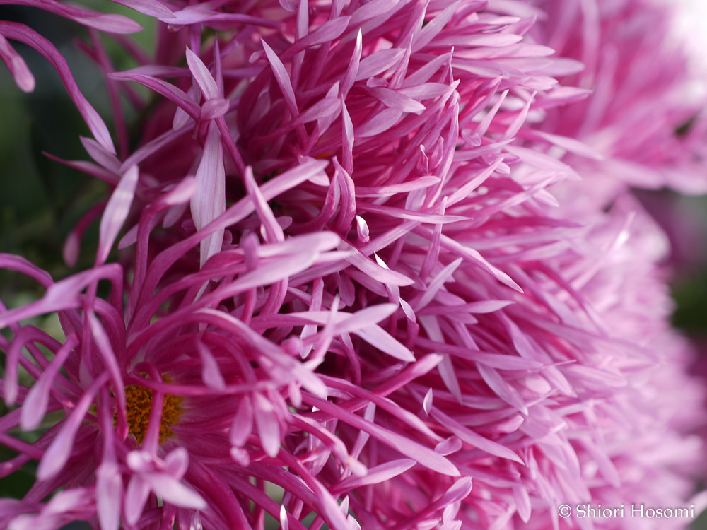嵯峨菊 嵯峨の暁 菊目菊科菊 Chrysanthemum Morifolium Shiori Hosomi Flickr