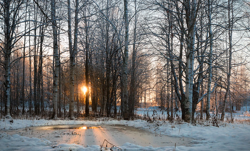 winter sun snow tree forest sweden 365 lulea