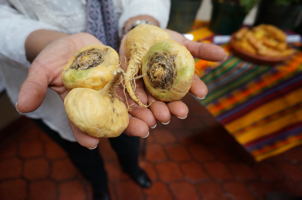 Maca is a root native to the high Andes of Peru. Photo by … | Flickr