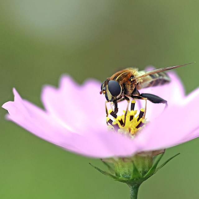 Dronefly on the Cosmos Flower