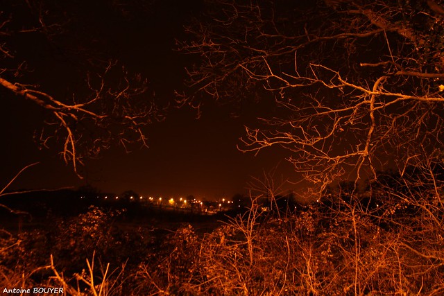 La nuit, branches encadrant les lumières de la ville lointaine