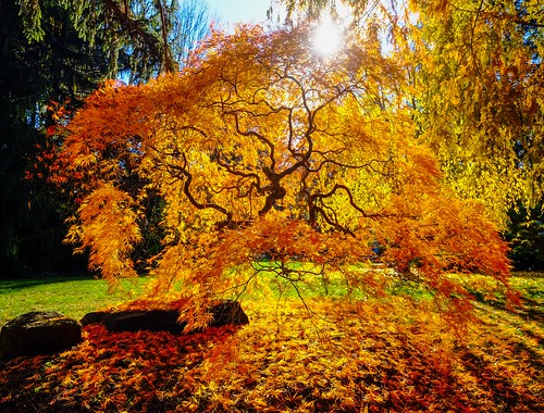 fall light shines through a Japanese Maple