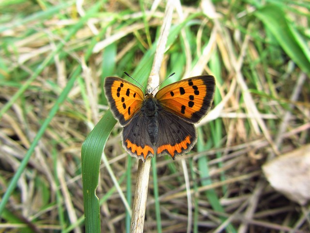 Butterfly 680