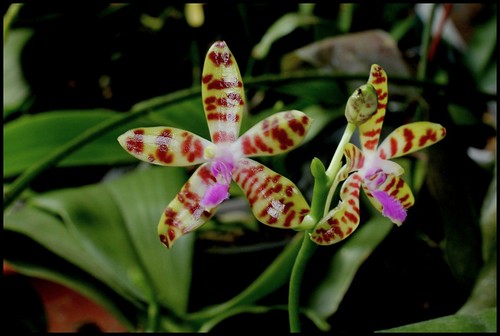 Phalaenopsis bastiani 21249891876_b96f34db69