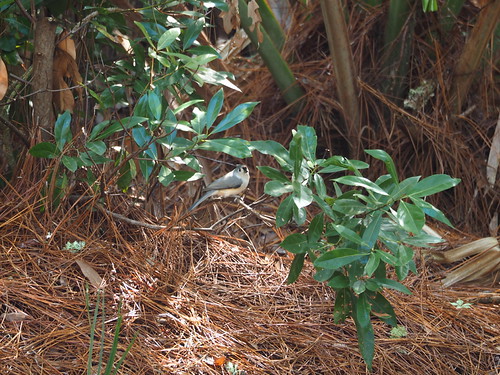 Tufted Titmouse | OLYMPUS DIGITAL CAMERA | carlinsc | Flickr