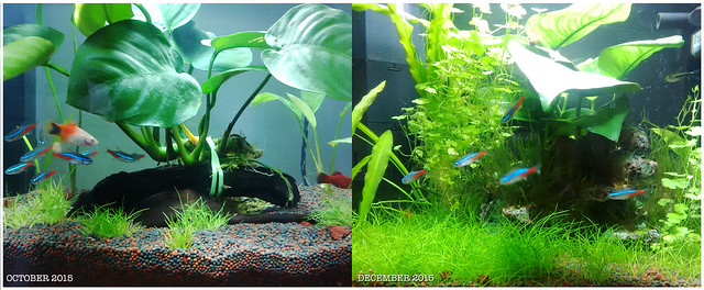 green green grass...of a fish tank :)