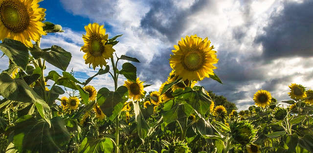 Sunflowers and Sky