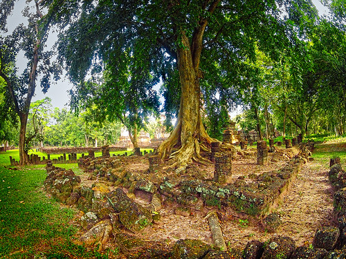 tree baum thailand outdoor temple siam sisatchanalai sukhothai historicalpark asia southeastasia tropical gopro sisatchanalaihistoricalpark chaliang