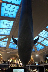 NYC - AMNH: Milstein Hall of Ocean Life