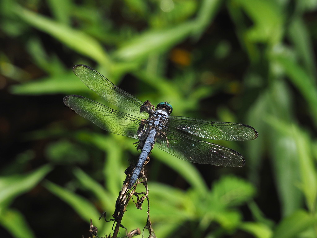 dragonfly | OLYMPUS DIGITAL CAMERA | carlinsc | Flickr