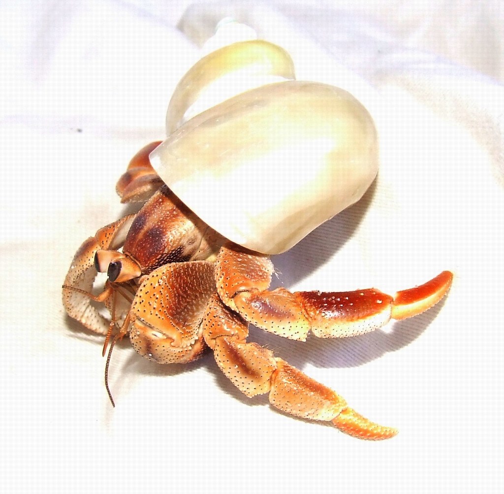 land hermit crab