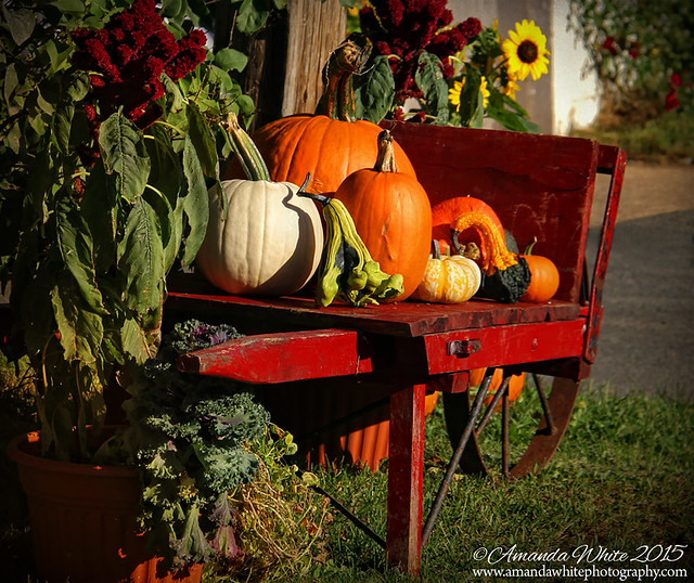 The Pumpkin Cart