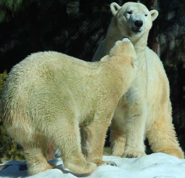 Polar Bears - Kalluk and Tatqiq