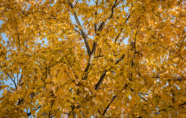 Neigborhood Trees and Leaves II